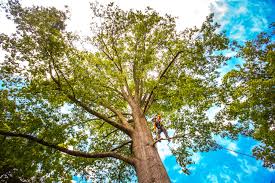 Best Storm Damage Tree Cleanup  in Keystone Heights, FL