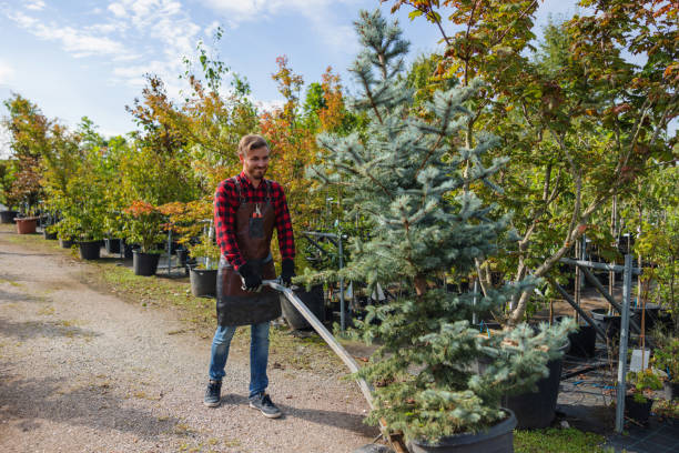 Tree and Shrub Care in Keystone Heights, FL