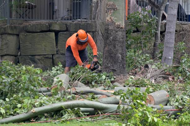 Trusted Keystone Heights, FL  Tree Services Experts